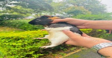 Guinea Pig rodents - Advert 1