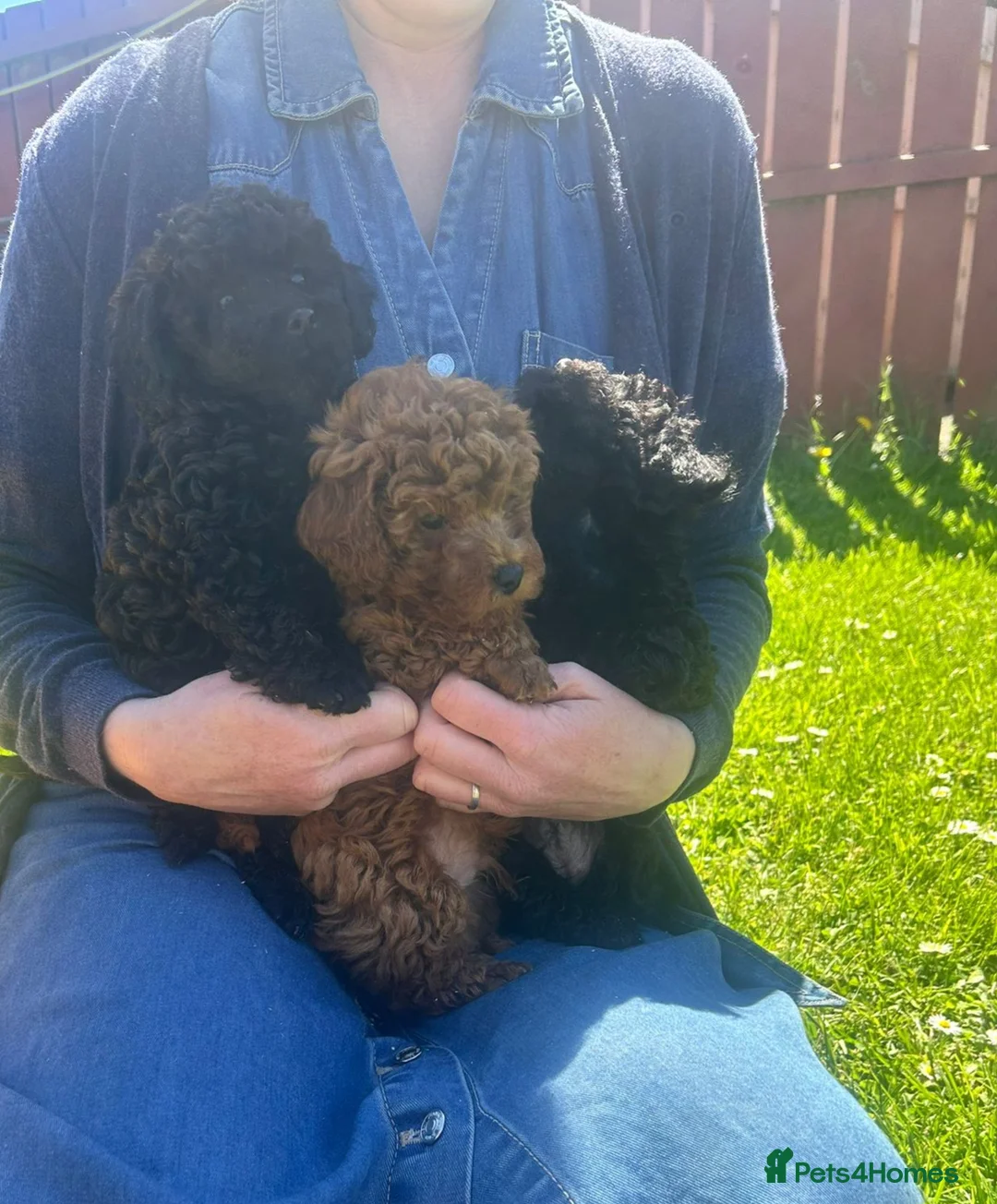 Poodle dogs for sale: Toy poodle, KC reg, pedigree, prcd pra clear - Advert 2
