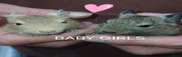 Degus rodents for sale: EXOTIC BABY DEGUS in pairs - Advert 4