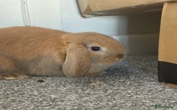 Mini Lop rabbits for sale: Mini Lops - Image 16
