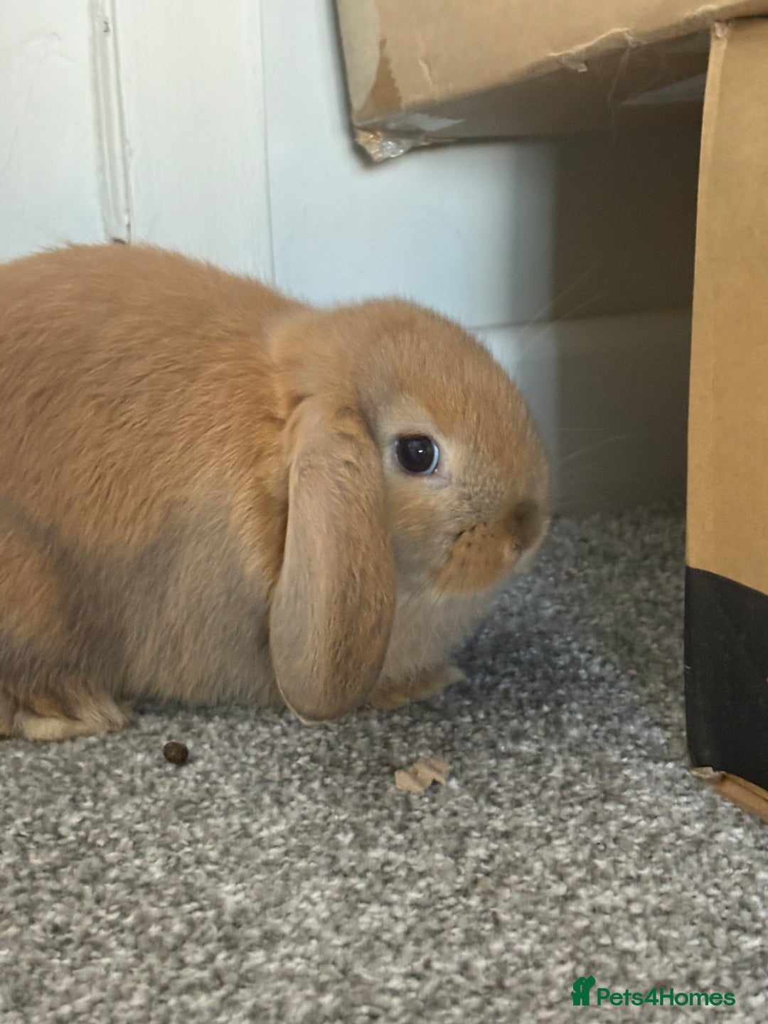 Mini Lop rabbits for sale: Mini Lops - Image 16