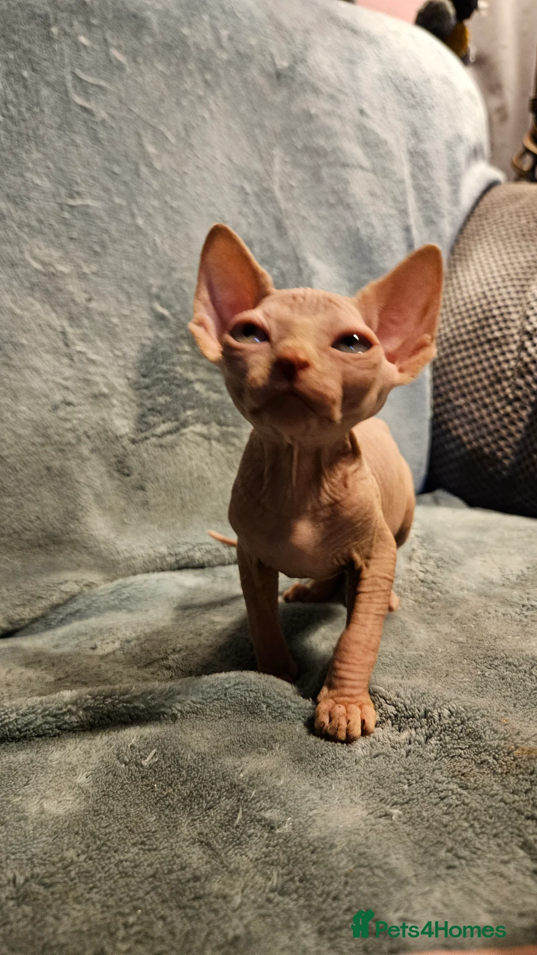 Sphynx cats for sale: Sphynx kittens for sale - Advert 22