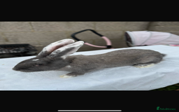 Continental Giant rabbits for sale: Pure breed continental giant female with6 bunnies  - Image 2