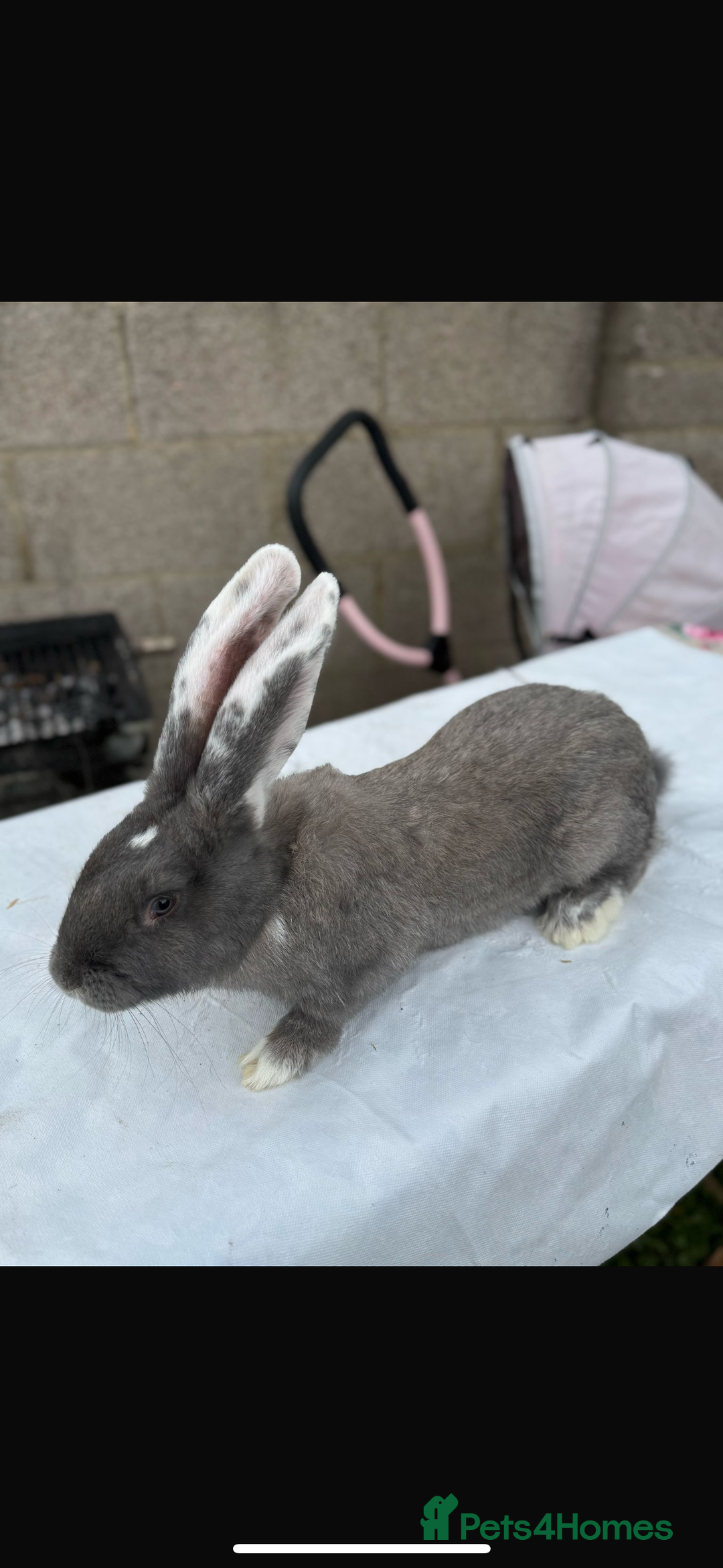 Continental Giant rabbits for sale: Pure breed continental giant female with6 bunnies  - Image 2