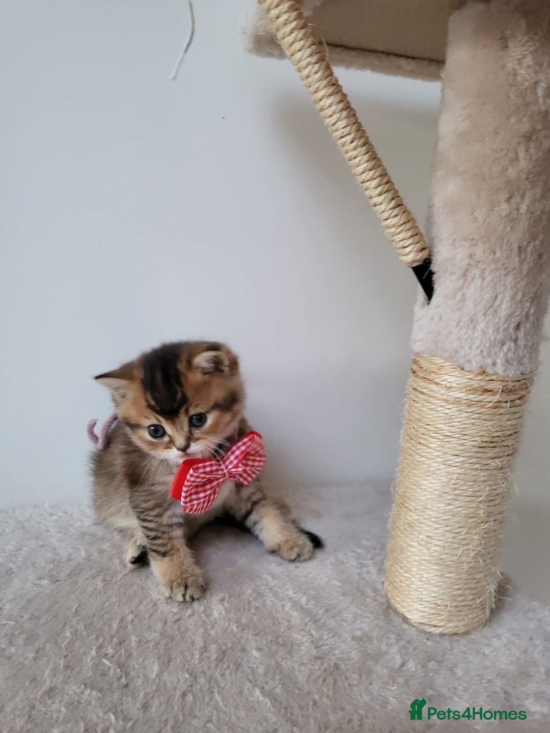 British Shorthair cats for sale:  **  **  **  ** BRITISH SHORTLY **  **  **  **   - Advert 5