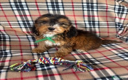 Cockapoo dogs for sale: Stunning F1 cockerpoo puppies - Image 3