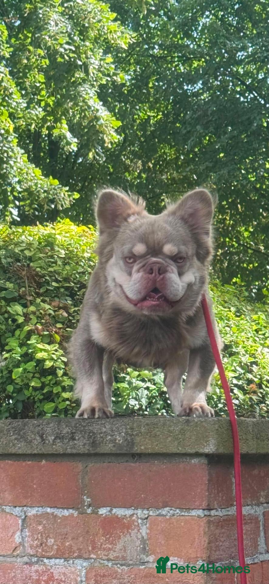 French Bulldog dogs MR COMPACTABULL  - Advert 8