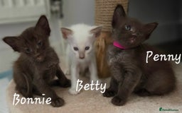 Balinese cats for sale: Beautiful Chocolate Oriental Longhairs  - Image 13