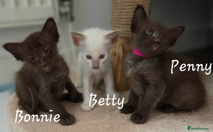 Balinese cats - Advert 1