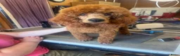 Miniature Poodle dogs for sale: Stunning boy, lovely temperament, deep red,  - Advert 8