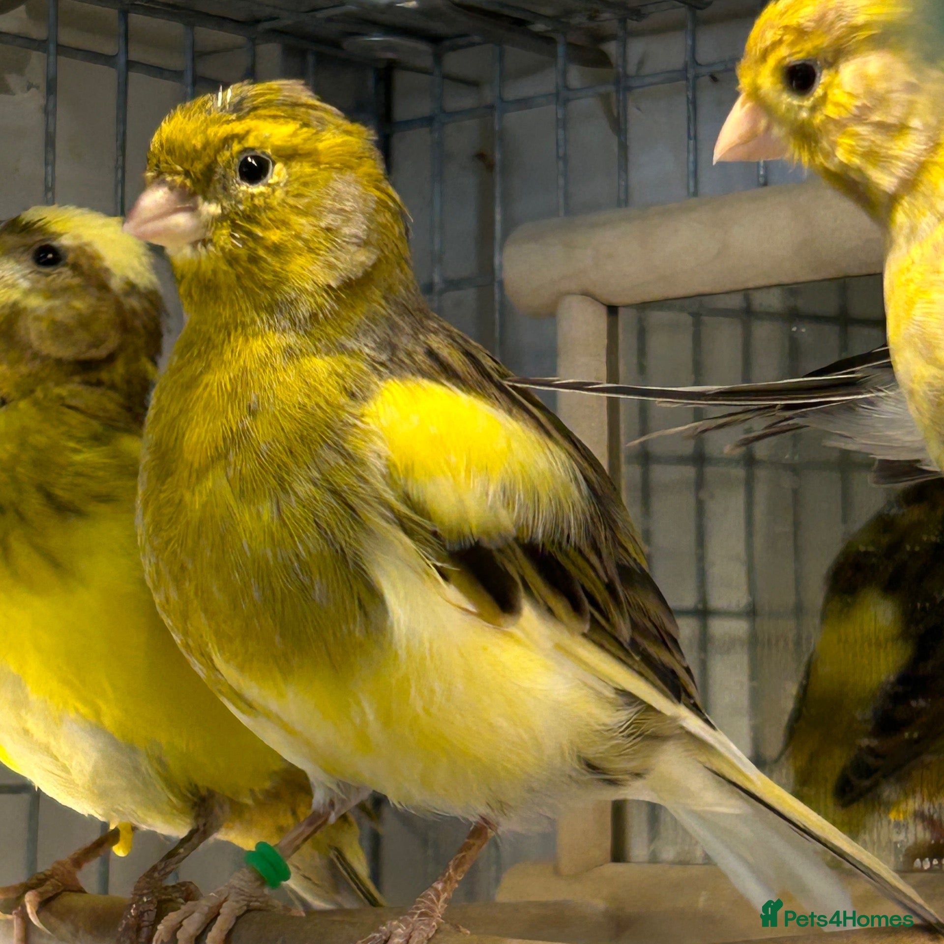 Canaries birds MALE CANARY'S X TWO - Advert 2