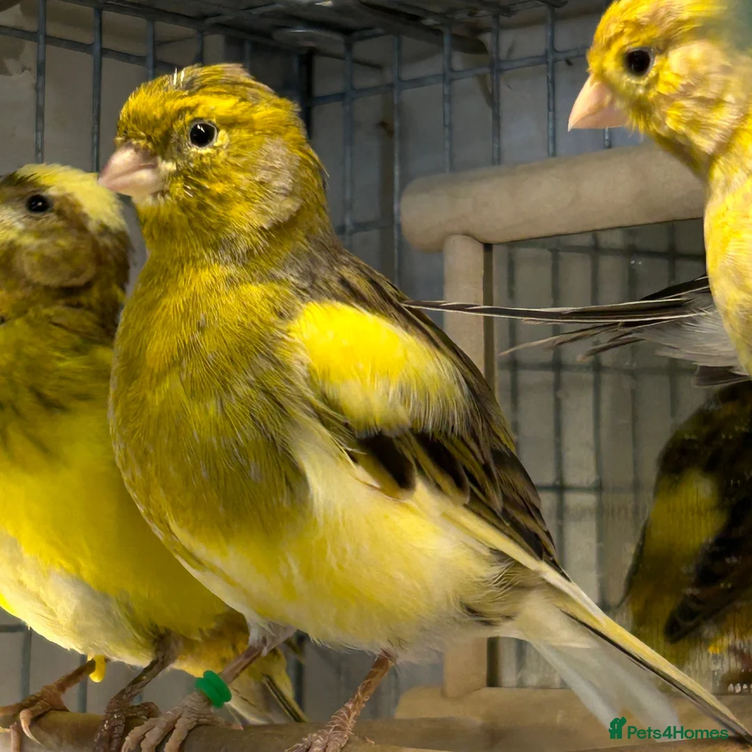 Canaries birds for sale: MALE CANARY'S X TWO - Advert 1