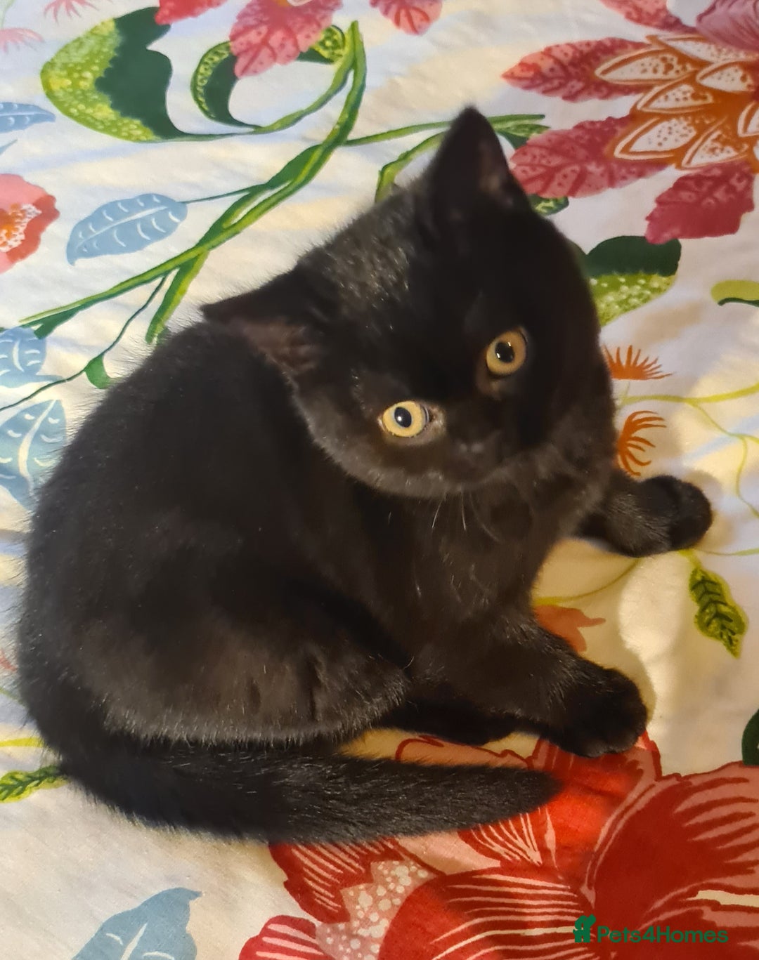 British Shorthair cats for sale: British shorthair black and blue kittens - Advert 34