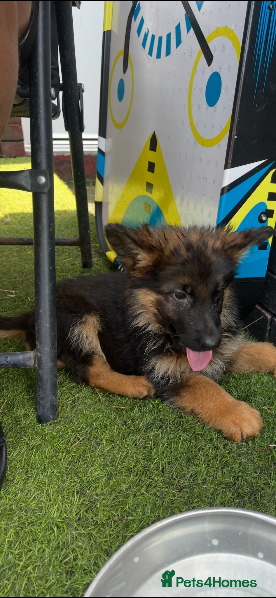 German Shepherd dogs German Shepard puppies ⭐️ready to be rehomed ⭐️ - Advert 2