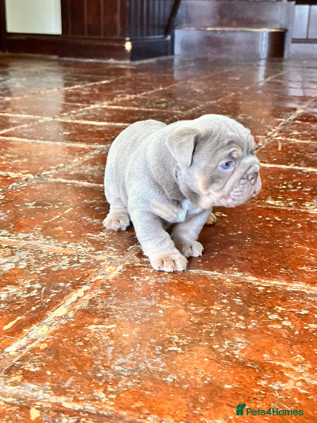 English Bulldog dogs for sale: English bulldogs  - Image 11
