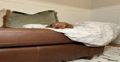 Cavalier King Charles Spaniel dogs - Advert 2
