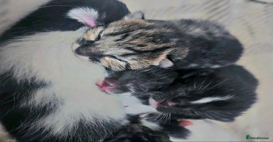 Savannah cats - Advert 7