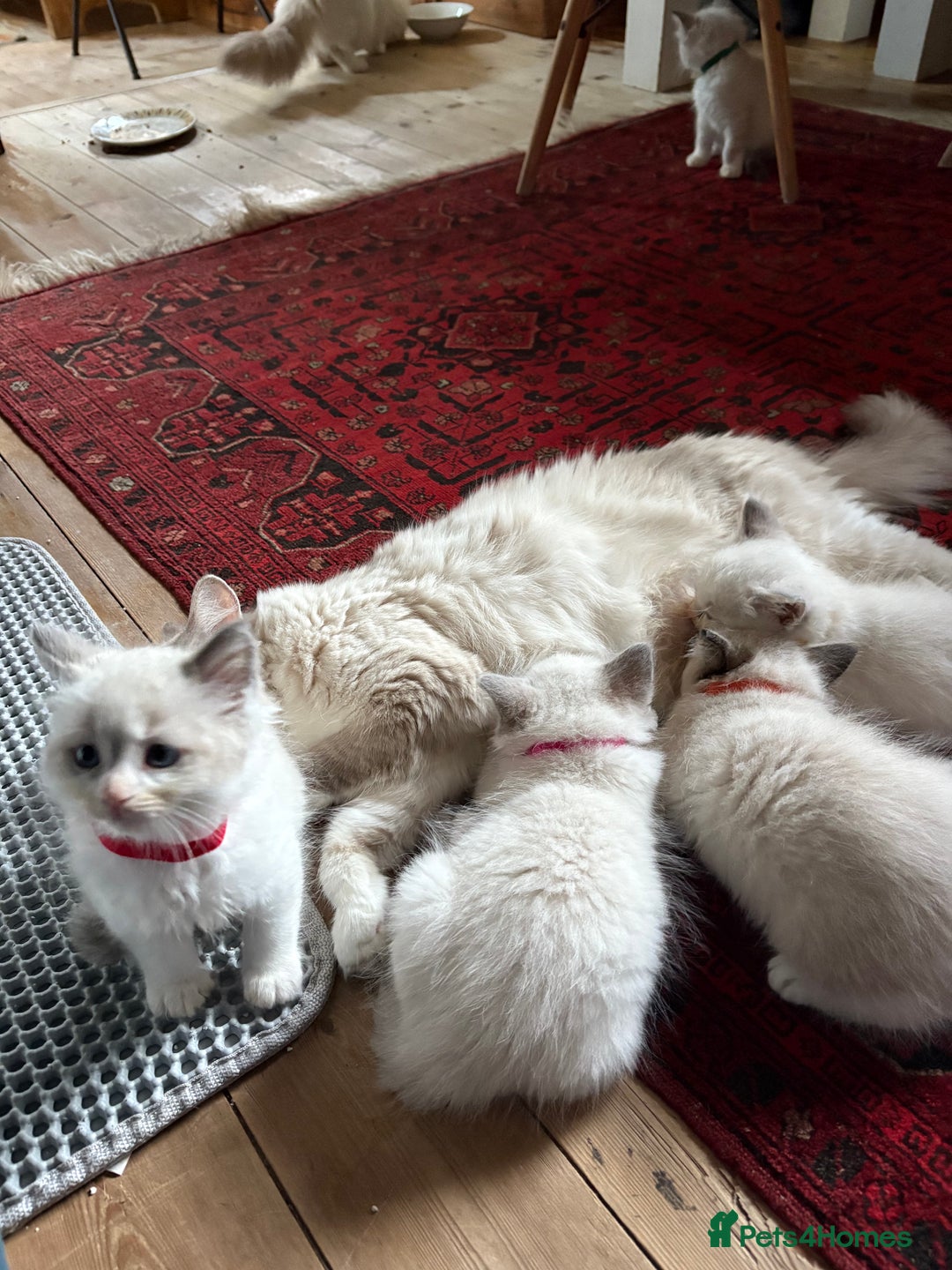Ragdoll cats for sale: One gorgeous boy,  Luxury pedigree. - Image 23