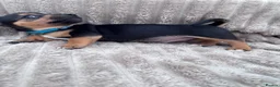 Jack Russell dogs for sale: Beautiful miniature Jack russels  in Wisbech - Advert 8