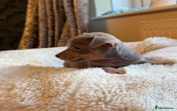 Jack Russell dogs for sale: Stunning Much Wenlock puppies  - Image 11