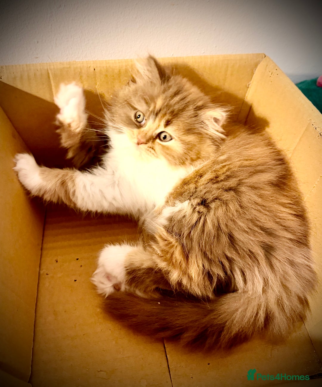 British Longhair cats for sale: British Longhair girls TICA registered  - Advert 4