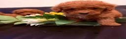 Maltipoo dogs for sale: Beautiful F1BB Maltipoo Puppies  - Advert 10