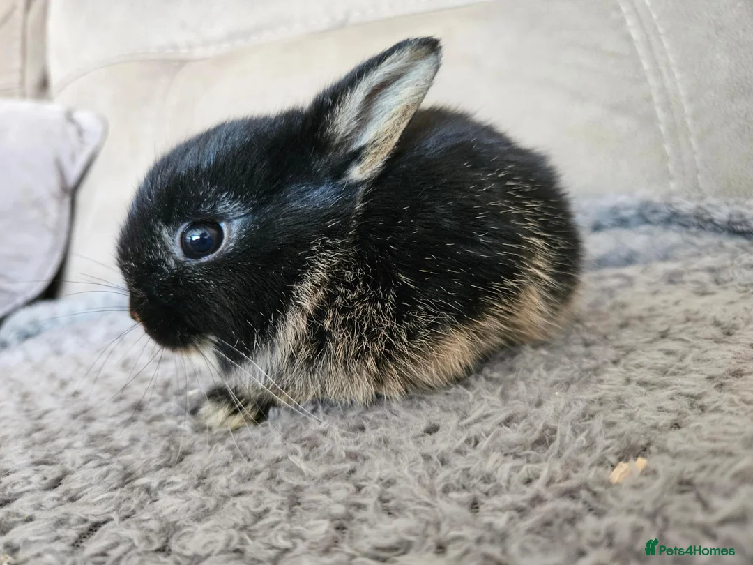 Netherland Dwarf rabbits for sale: Gorgeous tiny baby boy  - Advert 2