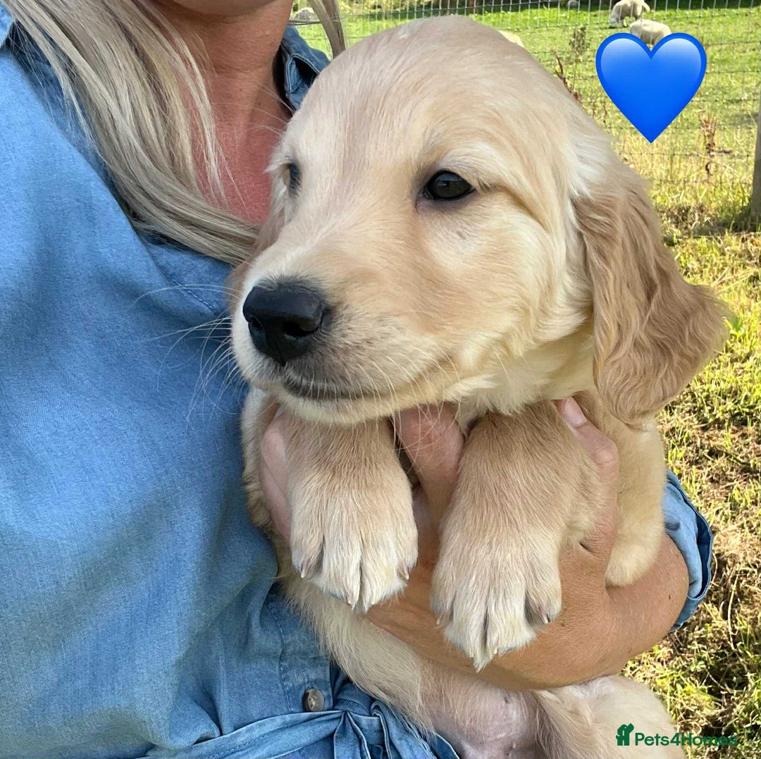 Golden Retriever dogs for sale: Beautiful KC Golden Retriever Puppies - Image 26