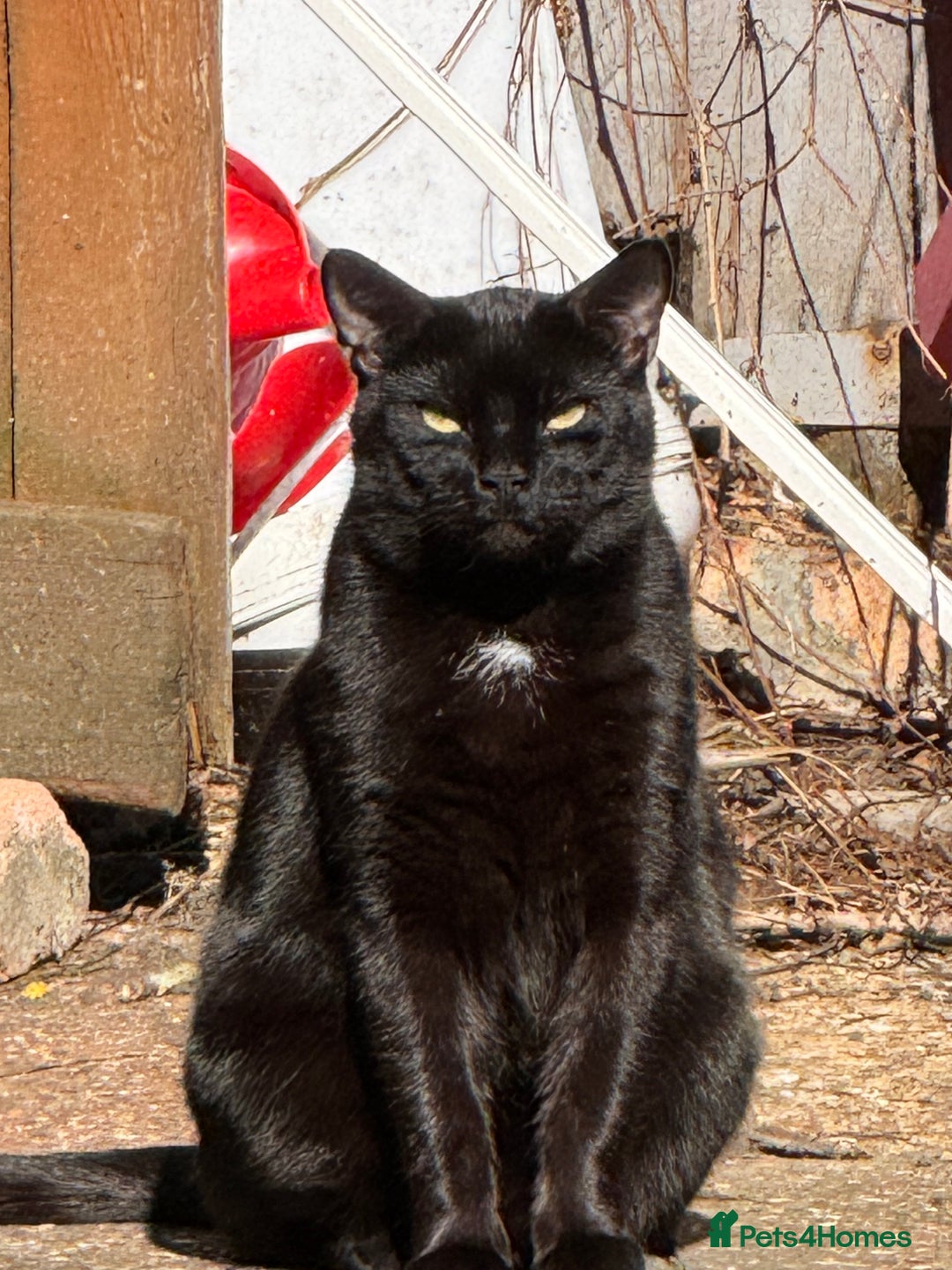 Bombay cats for sale: Paris the Bombay 🖤 - Image 2