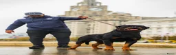 Rottweiler dogs for sale: BEAUTIFUL ROTTWEILER PUPPIES FULL KC SHOW QUALITY  in Liverpool - Advert 6