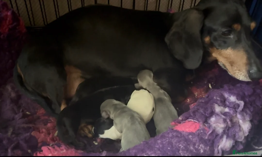 Miniature Dachshund dogs for sale: Beautiful mini dachshund black tan boy ready now - Advert 10