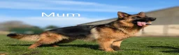 German Shepherd dogs for sale: Champion Show-Line KC Pups, Health Tested Parents - Advert 11