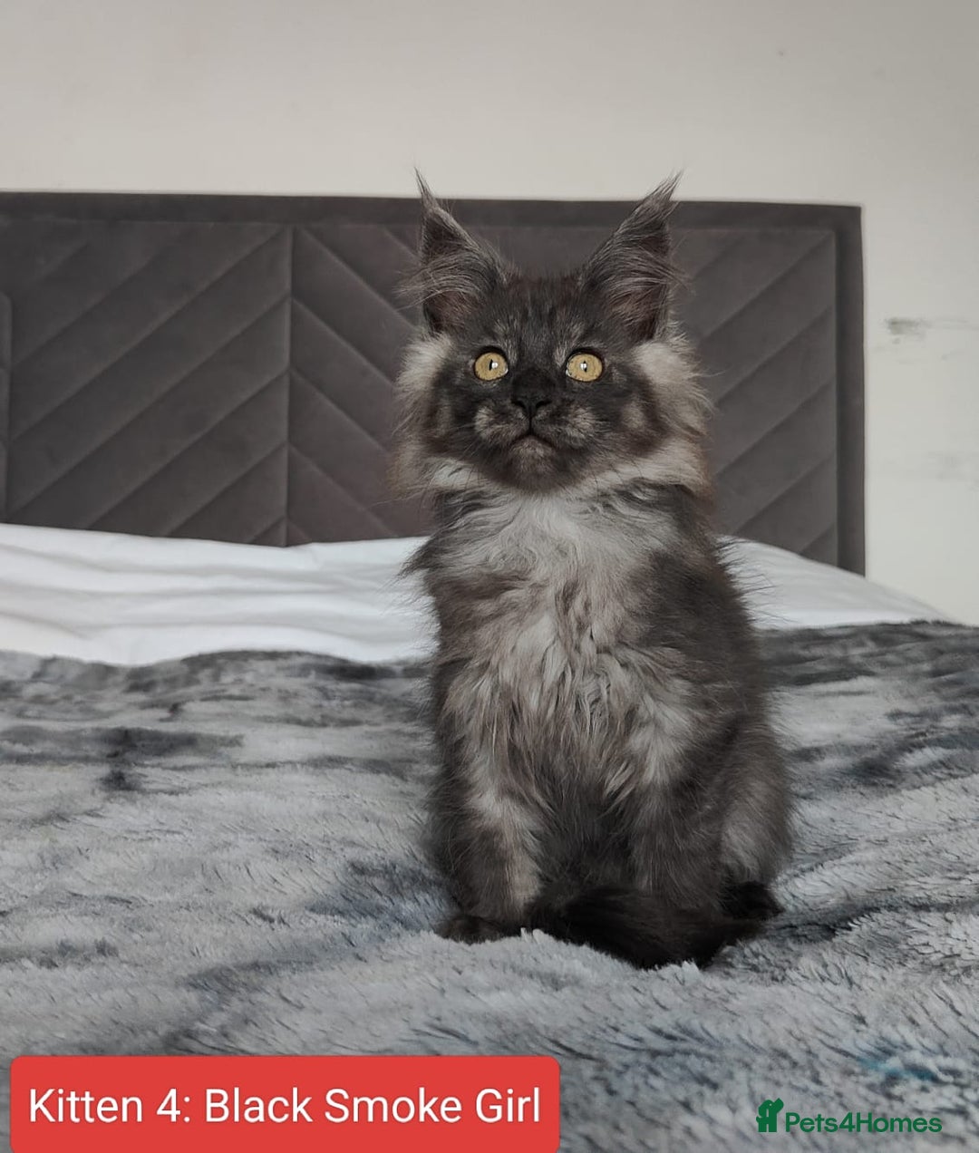 Maine Coon cats for sale: European Maine coon Kittens - Advert 6