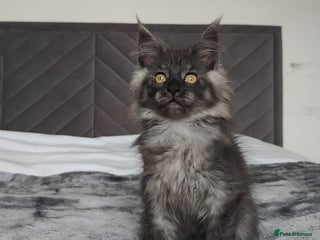 Maine Coon cats European Maine coon Kittens - Advert 12