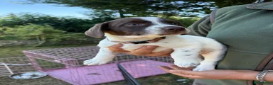 Sprollie 4