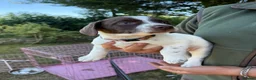 Sprollie dogs for sale: Springer x Collie in Lydney - Advert 2