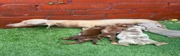 Miniature Dachshund dogs for sale: Miniature Dachshund - Advert 12