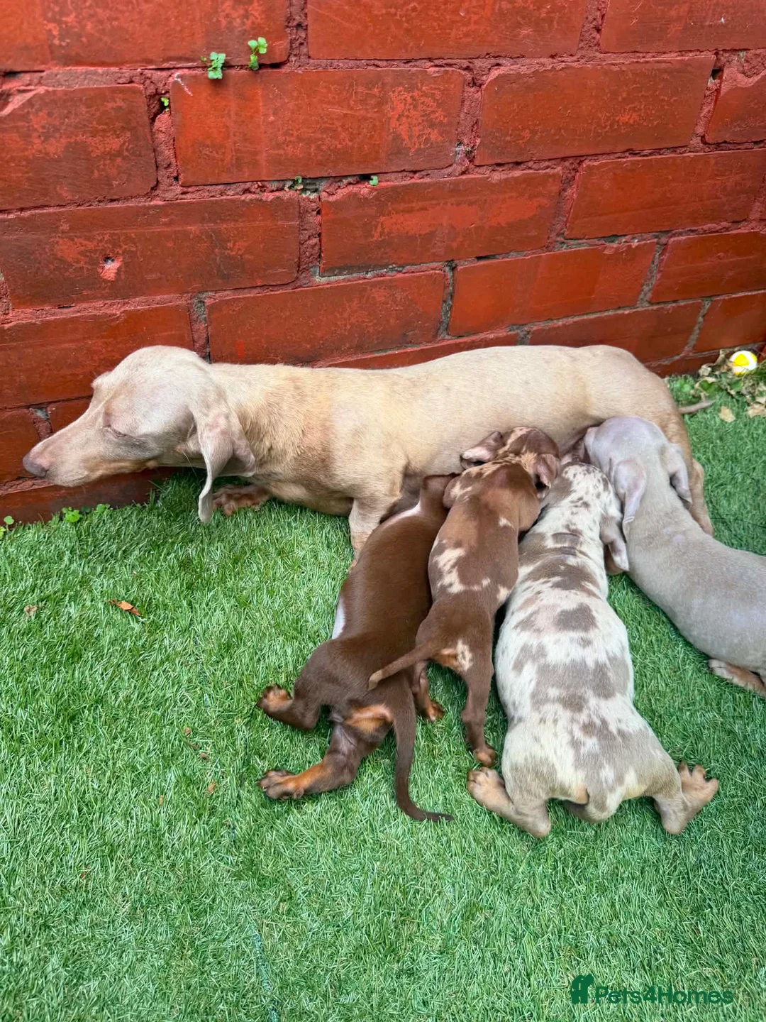 Miniature Dachshund dogs for sale: Miniature Dachshund - Advert 12