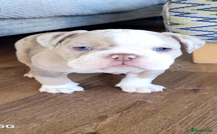 Olde English Bulldogge dogs - Advert 6