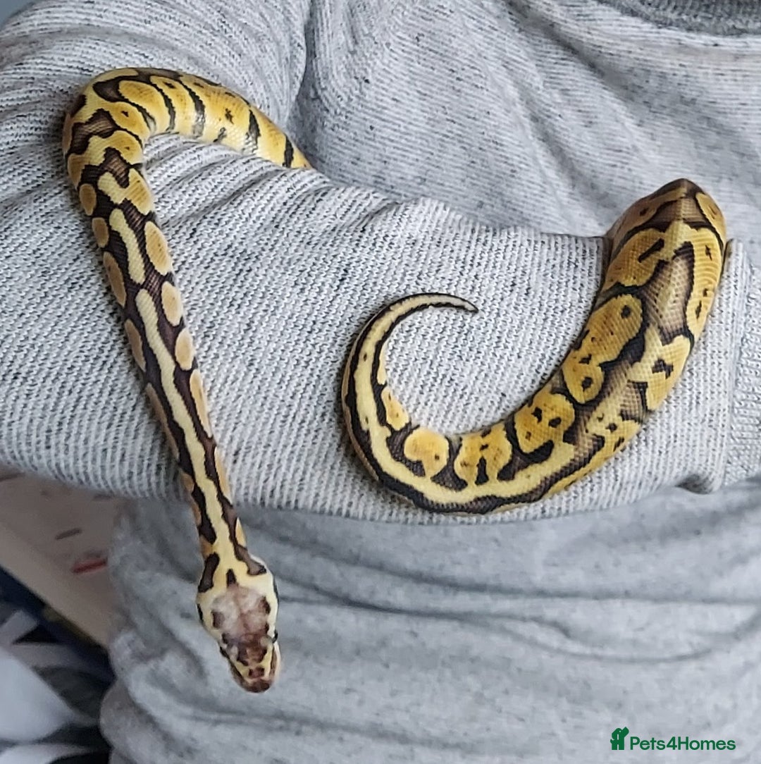 Python Snake reptiles for sale: Royal Python Pastel Butter 100% Het Clown - Advert 3