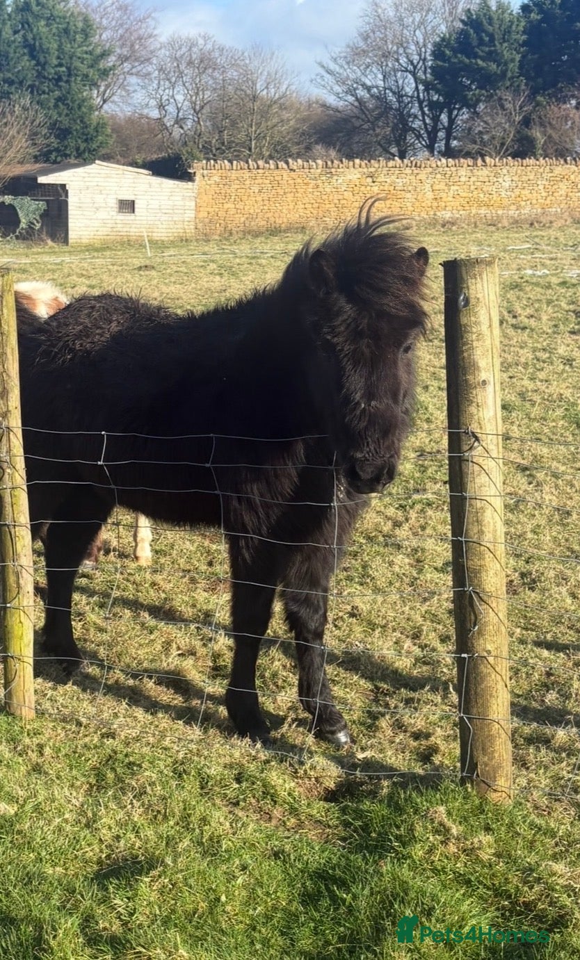 Dartmoor horses hope Dartmoor hill pony  - Advert 5