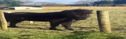 Dartmoor horses for sale: hope Dartmoor hill pony  - Advert 1