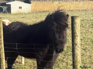 Dartmoor horses hope Dartmoor hill pony - Advert 5