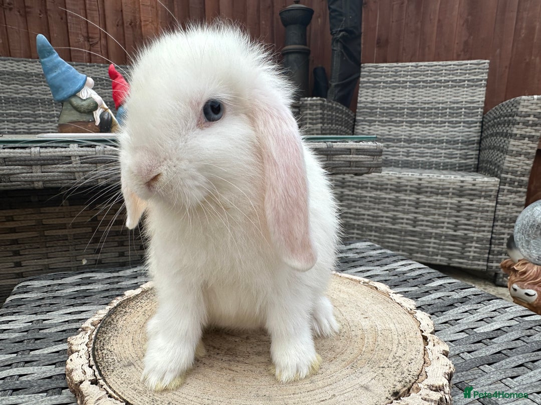 Mini Lop rabbits for sale: Stunning mini lops - Image 4