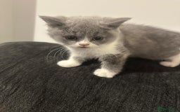 British Shorthair cats for sale: Adorable baby cats - Advert 11