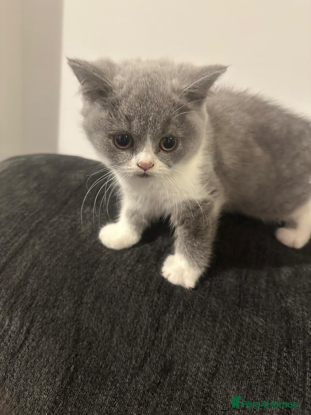 British Shorthair cats for sale: Adorable baby cats - Advert 11