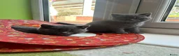 British Shorthair cats for sale: BSH kittens  - Advert 18