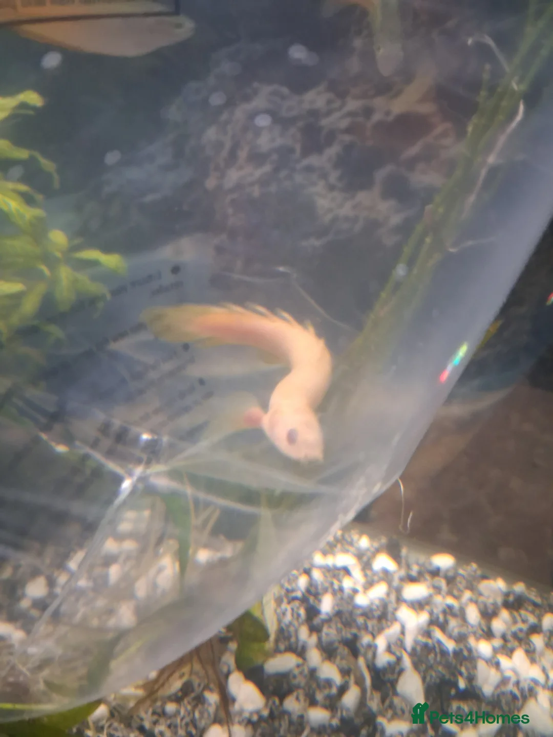 Other/Mixed Breed fish for sale: Senegal Bichir - Advert 4