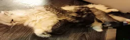 Persian cats for sale: Persian x Bengal Kittens in Bristol - Advert 7