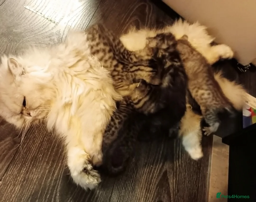 Persian cats for sale: Persian x Bengal Kittens in Bristol - Advert 7